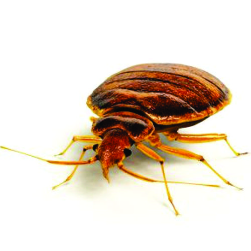 Pestcontrol
